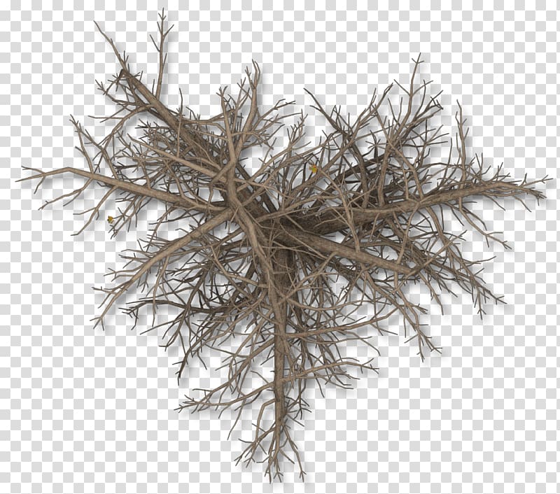 Tree Twig Plant Branch Sweet chestnut, winter trees transparent background PNG clipart