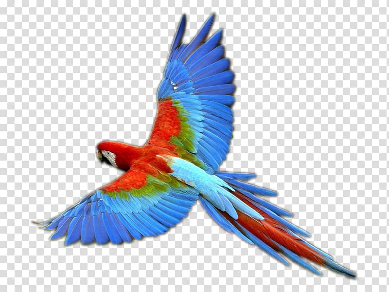 Bird Macaw , flying parrot transparent background PNG clipart