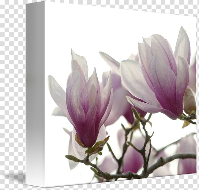 Flowering plant Magnoliaceae Lilac, magnolia flower painting transparent background PNG clipart