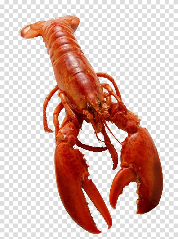 Crayfish as food Crab Seafood Homarus, lobster transparent background PNG clipart