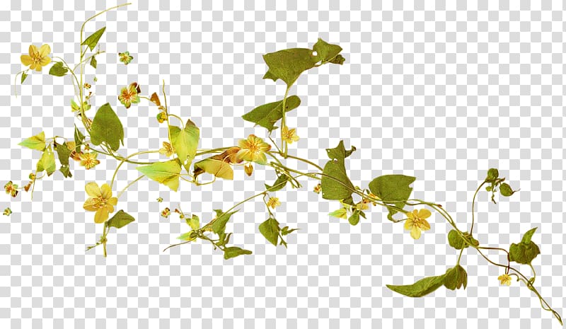 Herbaceous plant Vine Yellow, plant transparent background PNG clipart