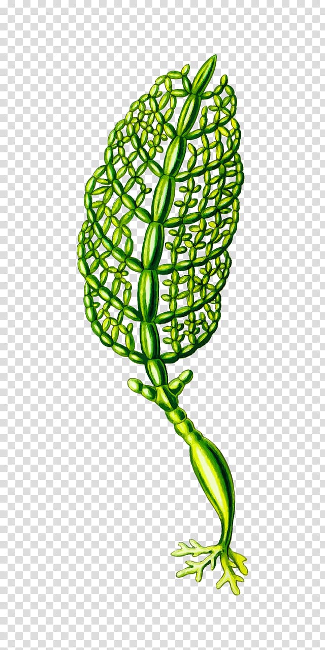 Art Forms in Nature Algae Seaweed Plant, sea transparent background PNG clipart