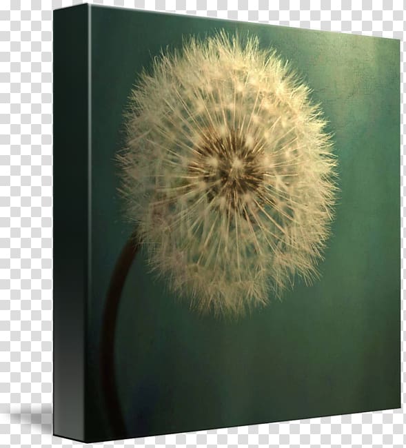 Dandelion Fine-art Nature , dandelion transparent background PNG clipart