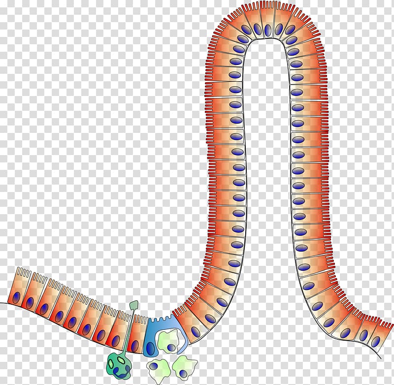 Small intestine Enterocyte Large intestine , anatomy transparent background PNG clipart