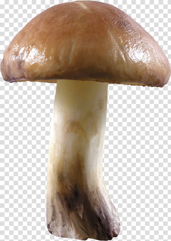 Edible mushroom Desktop , mushroom transparent background PNG clipart