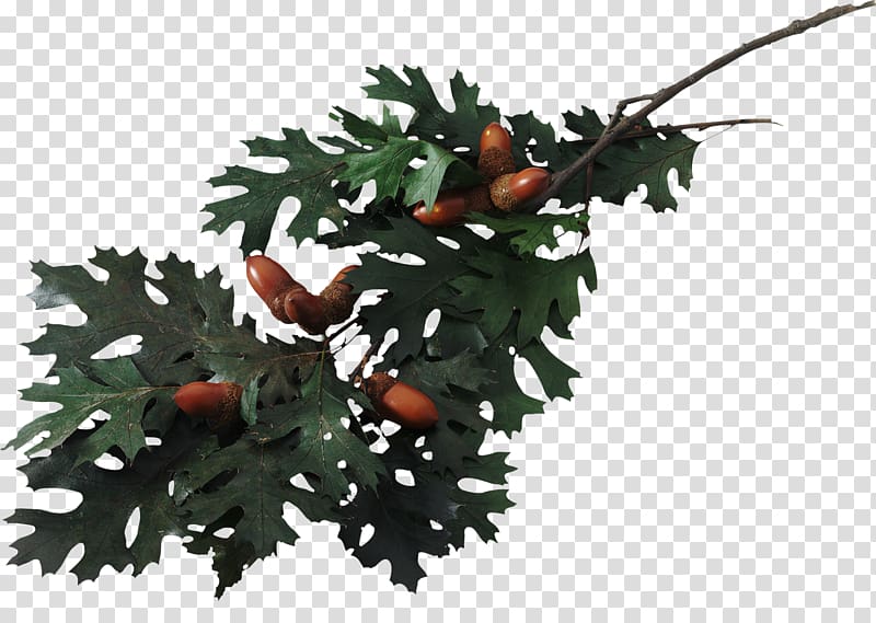 Swamp Spanish oak English oak Southern live oak , acorn transparent background PNG clipart