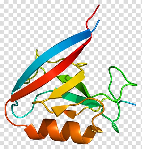 Erbin Protein–protein interaction Dystonin Gene, Epidermal Growth Factor transparent background PNG clipart