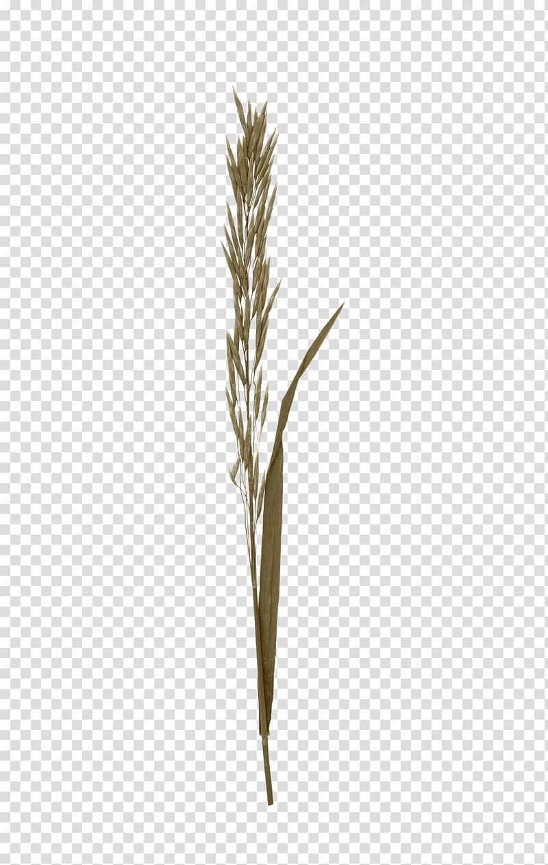 Twig, Brown grass transparent background PNG clipart