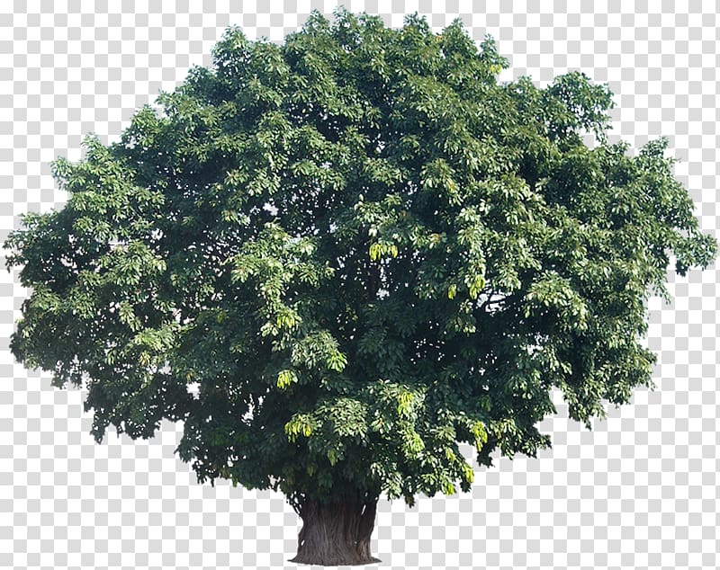 Tree Woody plant Tropics Bilimbi, fig. transparent background PNG clipart