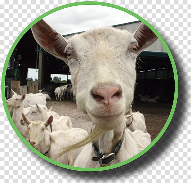 Goat Sheep Industry Dairy Federated Farmers, goat transparent background PNG clipart