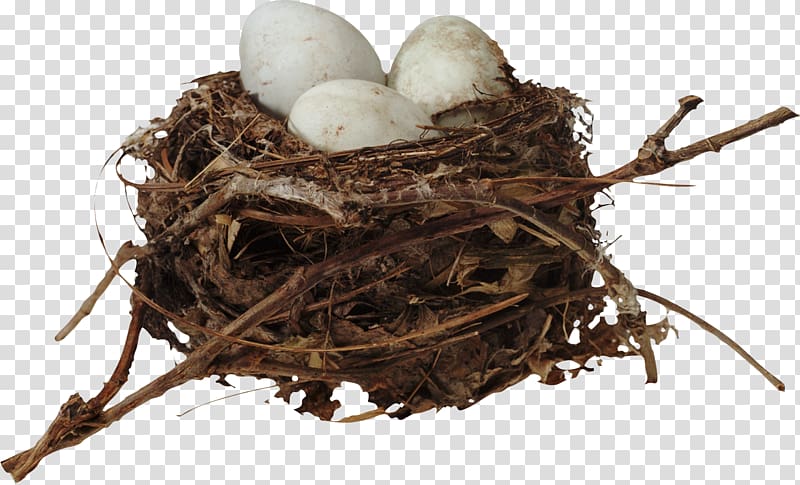 Bird Nest Egg , Nest transparent background PNG clipart