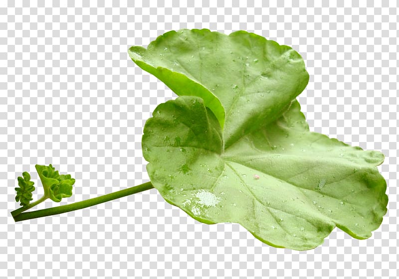 Leaf vegetable Herb , green leaves transparent background PNG clipart