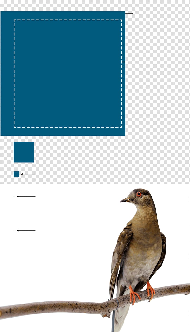 Bird conservation New York City Essay Finch, flock of birds transparent background PNG clipart
