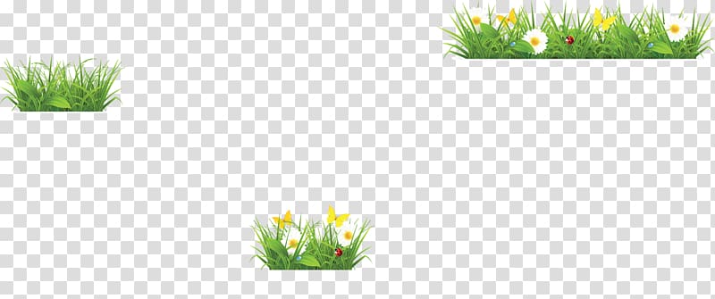絵とき植物生理学入門 Flower Grasses, hoa van goc transparent background PNG clipart