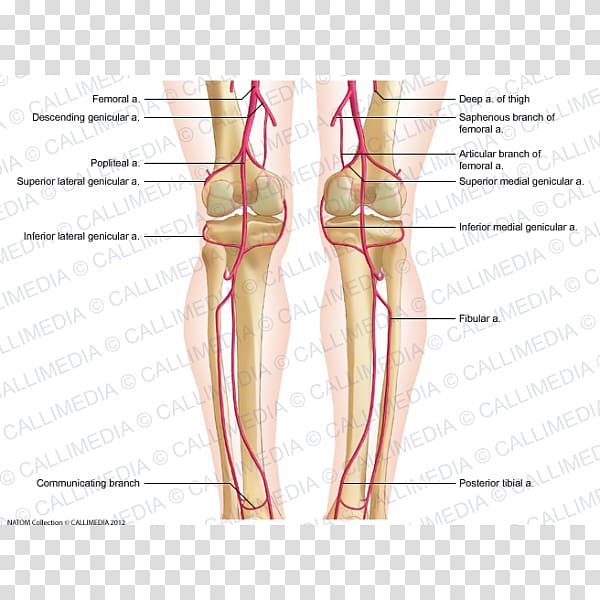Thumb Knee Human leg Artery Crus, korean transparent background PNG clipart