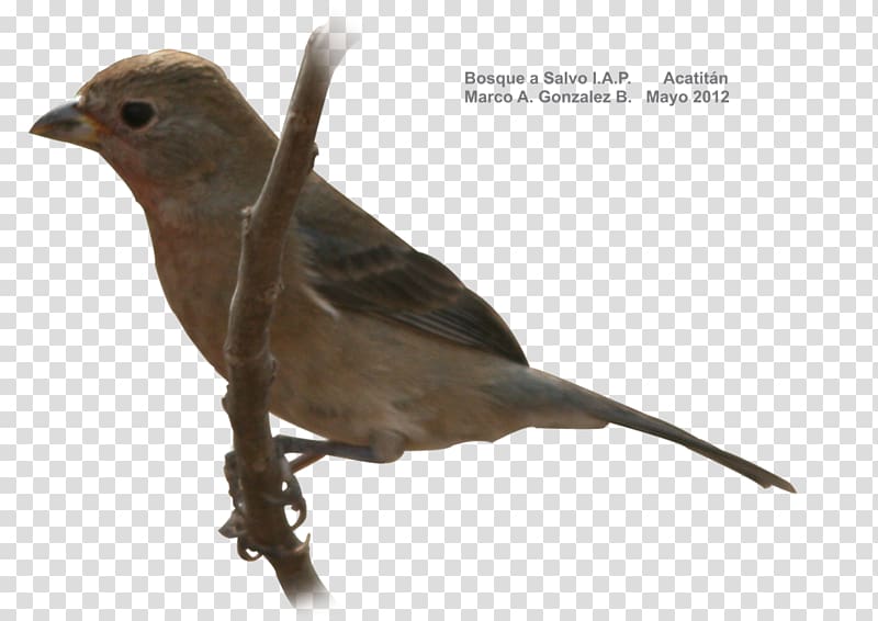 Finch Bird American Sparrows Beak Cuculiformes, Bird transparent background PNG clipart