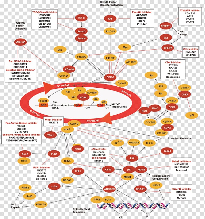 Cell cycle Wnt signaling pathway Protein kinase B Catenin, cell cycle transparent background PNG clipart