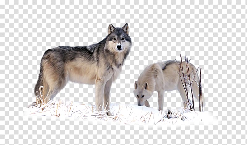 Czechoslovakian Wolfdog Saarloos wolfdog Coyote Utonagan Alaskan tundra wolf, loup transparent background PNG clipart