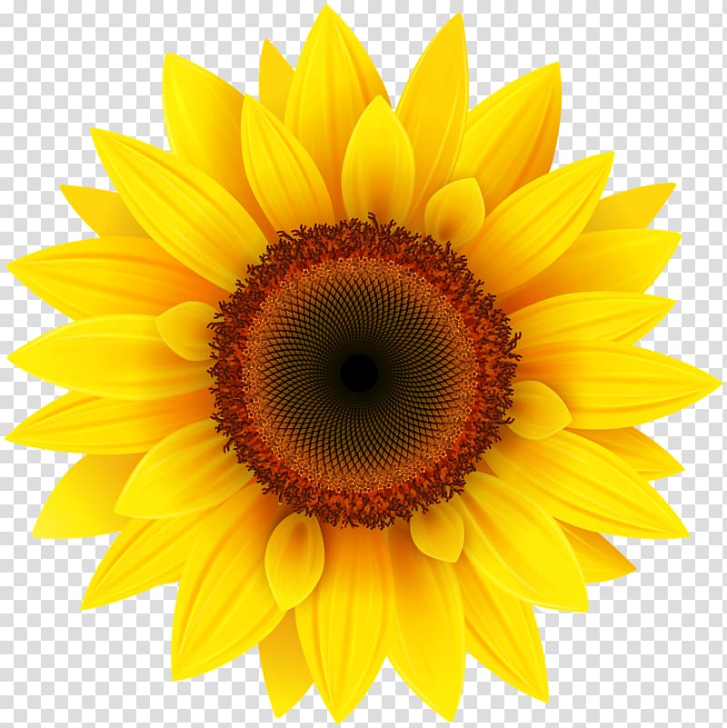 Common sunflower , Sunflower transparent background PNG clipart