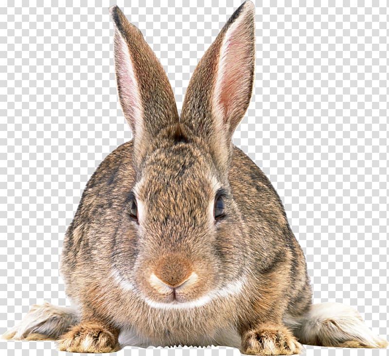 Easter Bunny Domestic rabbit Hare European rabbit, coelho transparent background PNG clipart