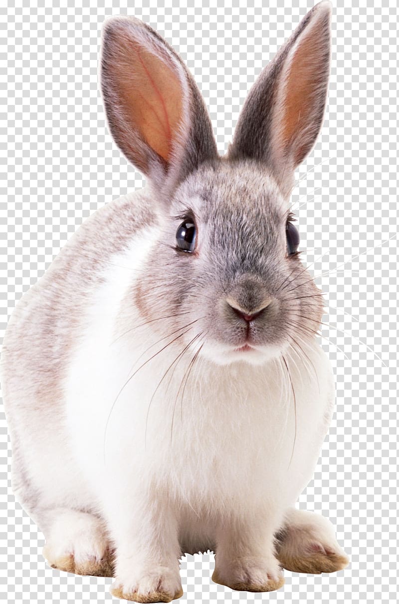 White Rabbit, Rabbit , sitting white rabbit illustration transparent background PNG clipart