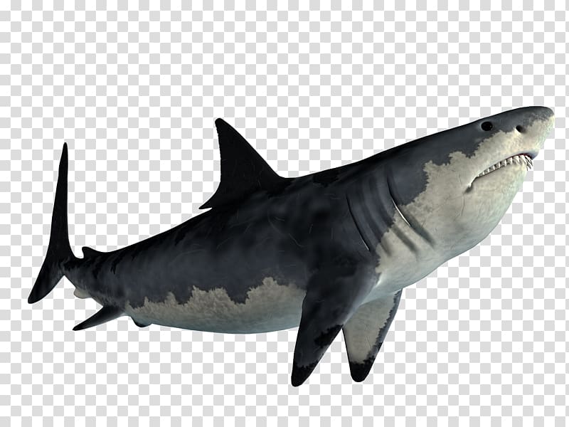 Tiger shark Great white shark Shark Jaws Portable Network Graphics , family shark transparent background PNG clipart