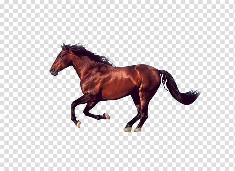 the running horse transparent background PNG clipart