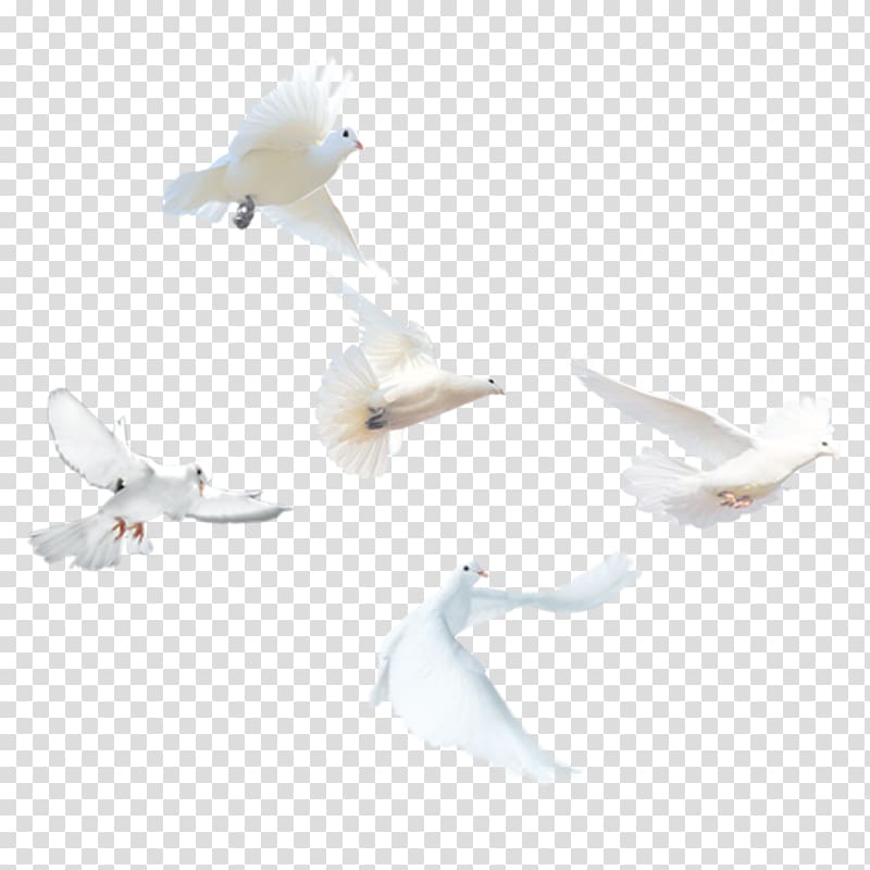 Domestic pigeon Bird Columbidae Release dove, White Pigeon transparent background PNG clipart