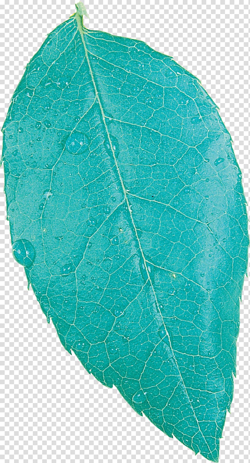 Autumn leaf color Plant pathology Anatomy, Leaf transparent background PNG clipart