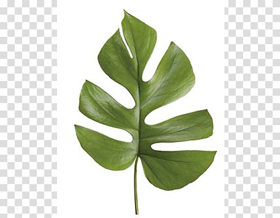 Leaf Swiss cheese plant Philodendron bipinnatifidum Follaje Lucky bamboo, Leaf transparent background PNG clipart