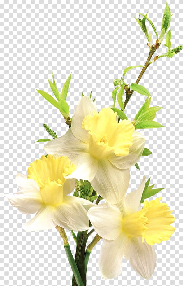 Fashion Flower Polyvore , flower transparent background PNG clipart