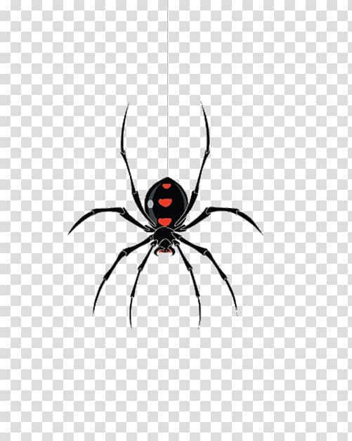 Jacksonville Widow spiders, Spider Creative transparent background PNG clipart