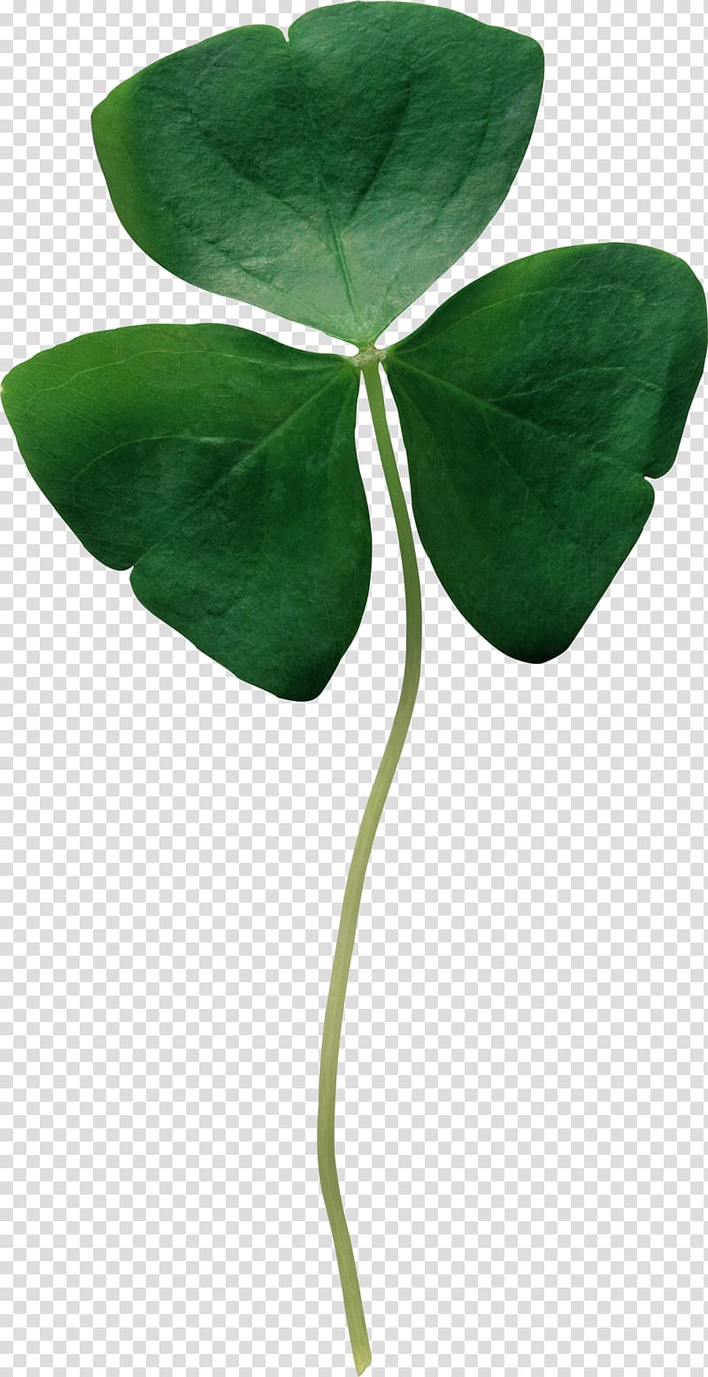 Republic of Ireland Shamrock Four-leaf clover Saint Patrick\'s Day, clover transparent background PNG clipart
