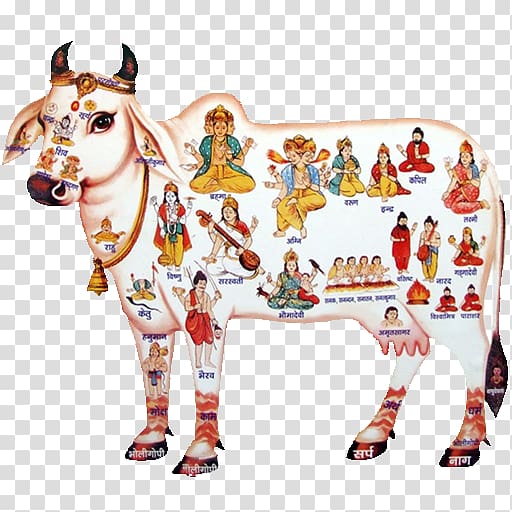 Gyr cattle A2 milk Panchagavya, milk transparent background PNG clipart