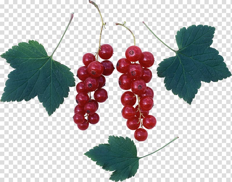 Common Grape Vine Zante currant Redcurrant Grape leaves, Grapes and grape leaves transparent background PNG clipart