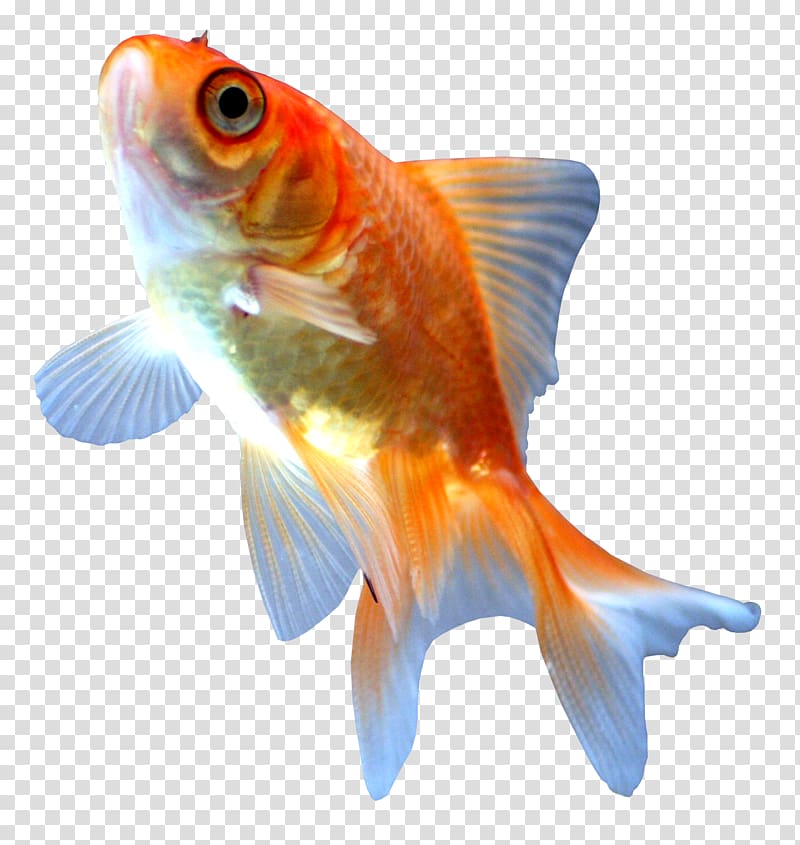 Comet Ryukin Ranchu Koi Fish, fish transparent background PNG clipart