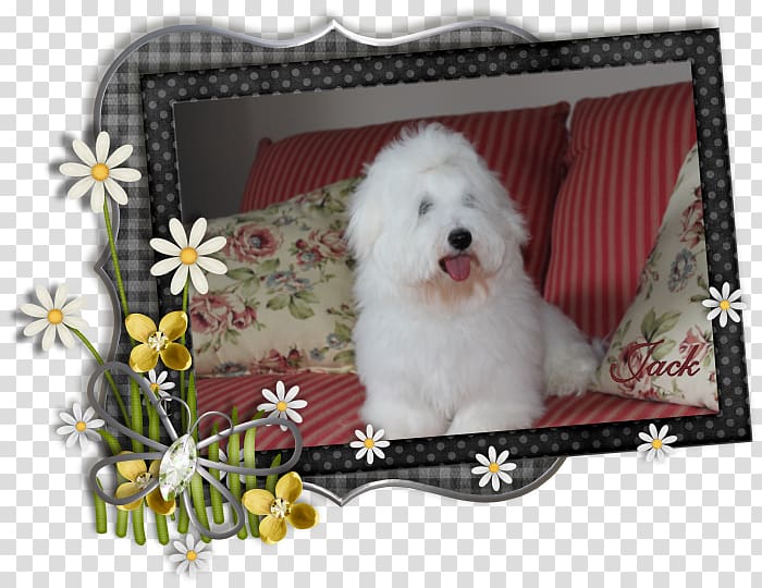 Maltese dog Havanese dog Bolognese dog Bichon Frise Miniature Poodle, puppy transparent background PNG clipart