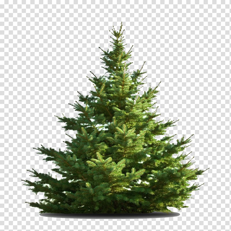 Nordmann fir Christmas tree Middletown, tree transparent background PNG clipart