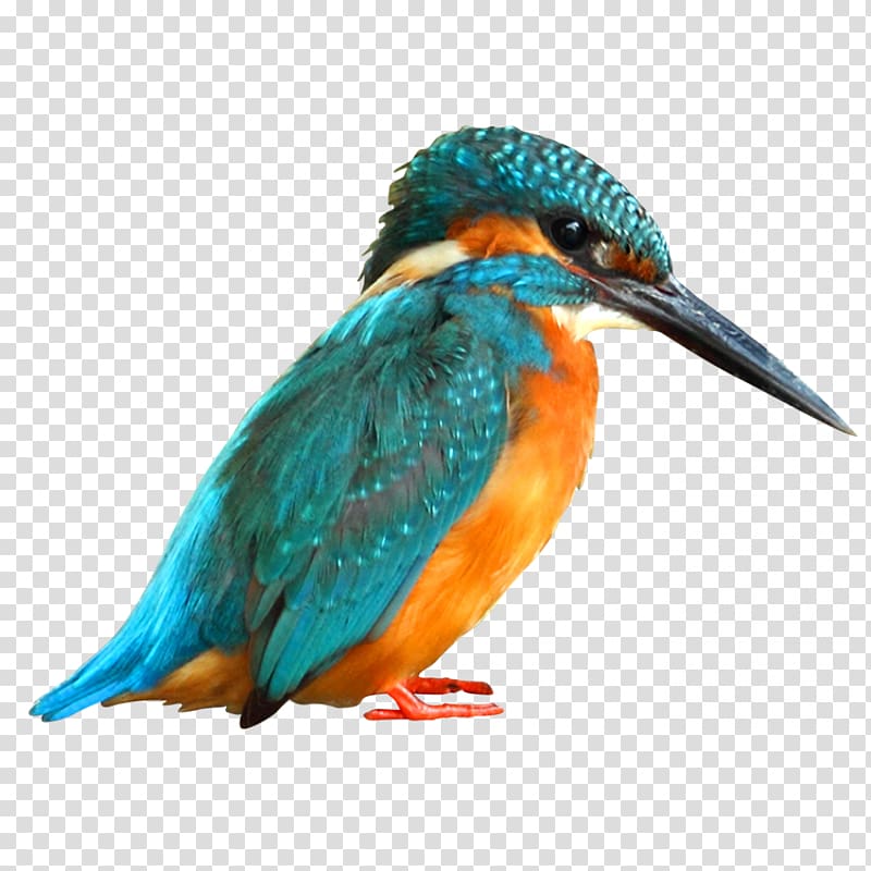 Bird Paper Common Kingfisher Painting, kingfisher transparent background PNG clipart