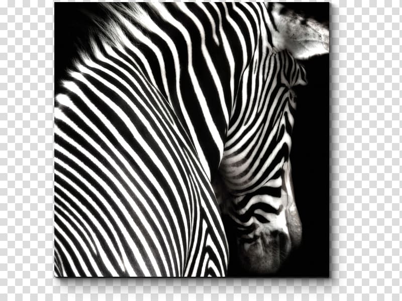 Black and white Zebra Painting , zebra transparent background PNG ...