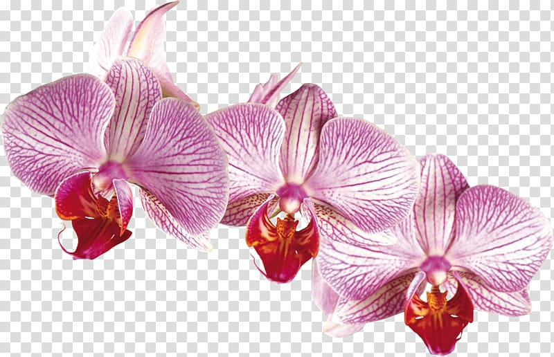 Orchids Irises Desktop Flower, orchid transparent background PNG clipart