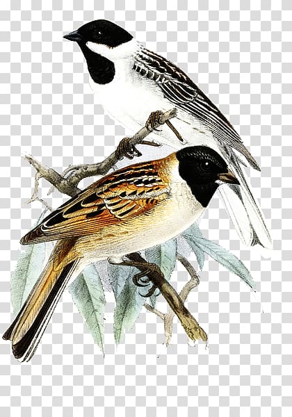 Sparrow Japanese reed bunting Common reed bunting Finch, Hand-painted decorative painting sparrow transparent background PNG clipart