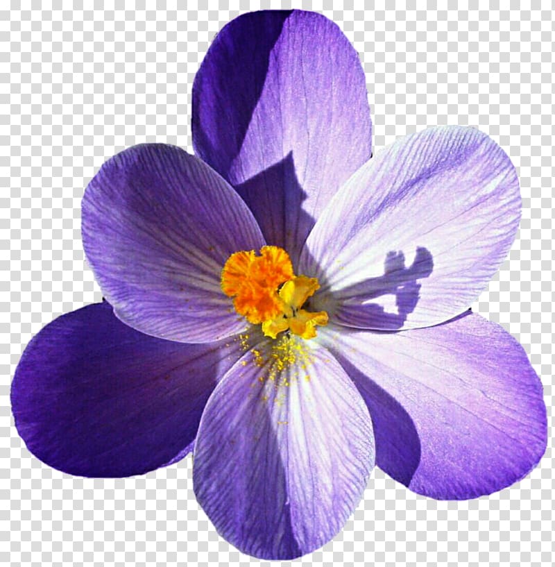 Autumn Crocus Crocus vernus Crocus flavus Iris family Flower, flower transparent background PNG clipart