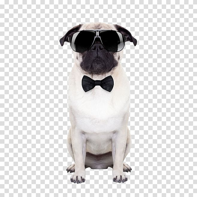 short-coated white dog wearing sunglasses, Puggle Sunglasses Puppy, Dog wearing sunglasses transparent background PNG clipart