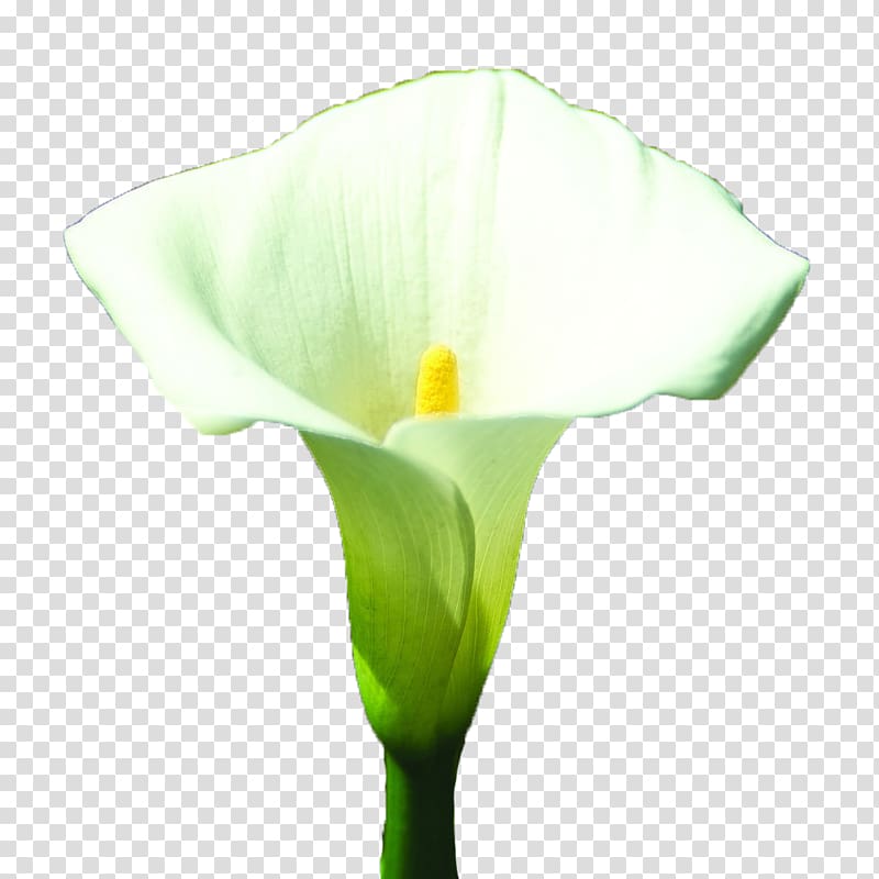 Arum-lily Arum Lilies Lilium White, White blooming calla lily transparent background PNG clipart