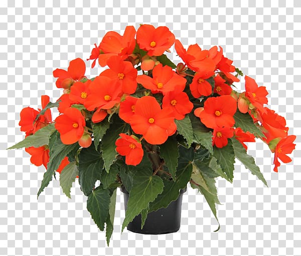 Houseplant Begonia boliviensis Annual plant Flowering plant, Flower vine transparent background PNG clipart