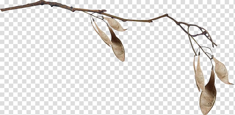 brown leaf , Twig Leaf Branch, Winter plant branches transparent background PNG clipart