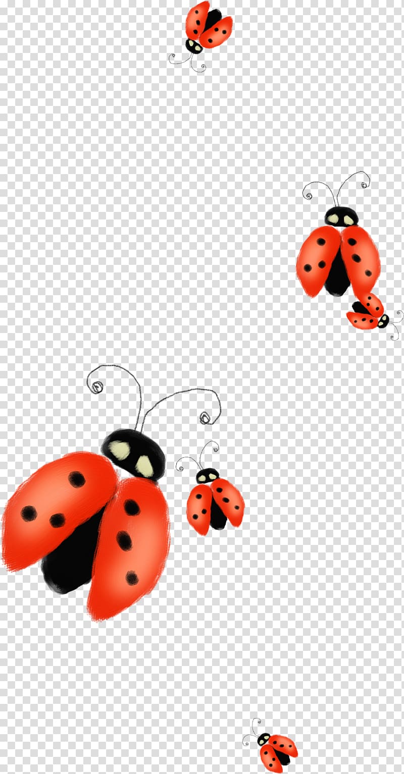 Ladybird , Beautiful orange ladybug transparent background PNG clipart