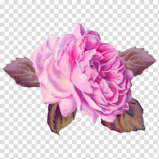 Cabbage rose Garden roses Pink Cut flowers Art, flower transparent background PNG clipart