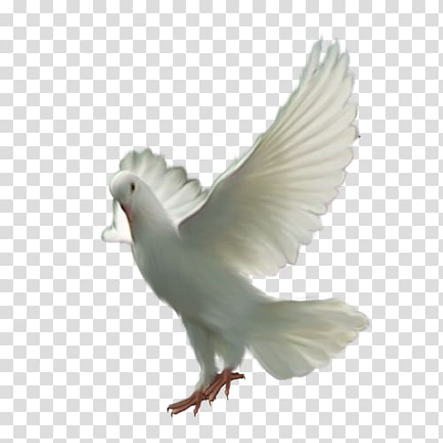 Pigeons and doves Bird Domestic pigeon Flight Portable Network Graphics, bird transparent background PNG clipart